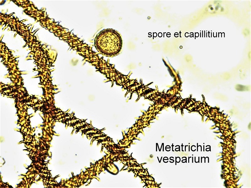 Metatrichia vesparium-amf2224-micro.jpg - Metatrichia vesparium ; Syn1: Hemitrichia vesparium ; Syn2: Stemonitis vesparia ; Non français: Métatrichie en nid 
